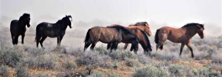 mustangs